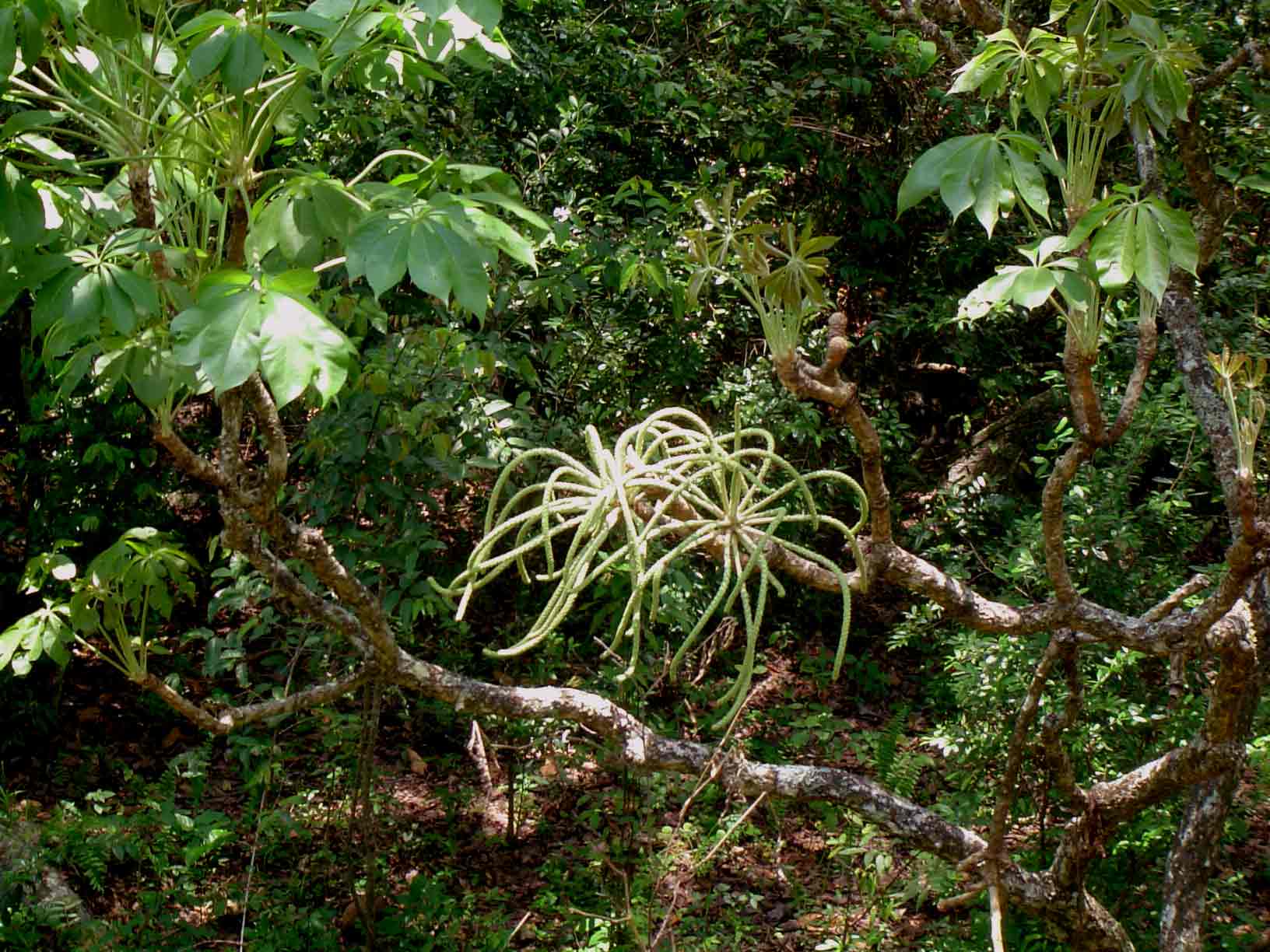 Cussonia arborea Cussonia arborea