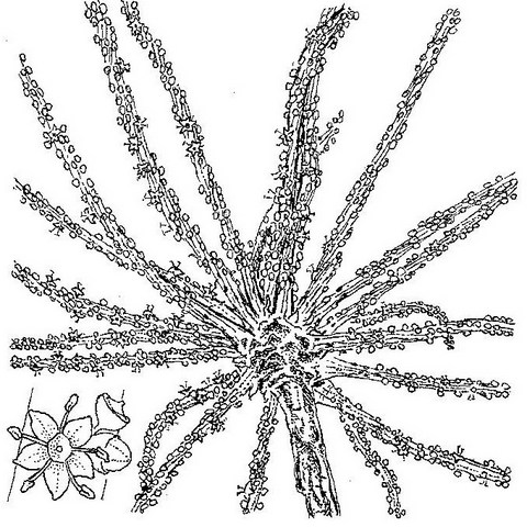 Cussonia arborea Cussonia arborea