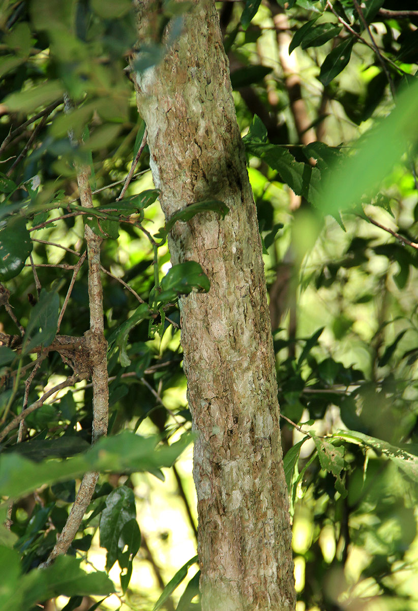 Cussonia arborea Cussonia arborea