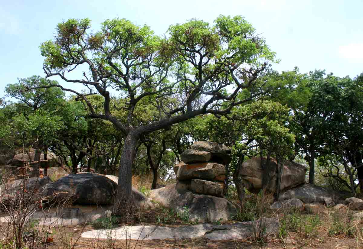 Cussonia arborea Cussonia arborea