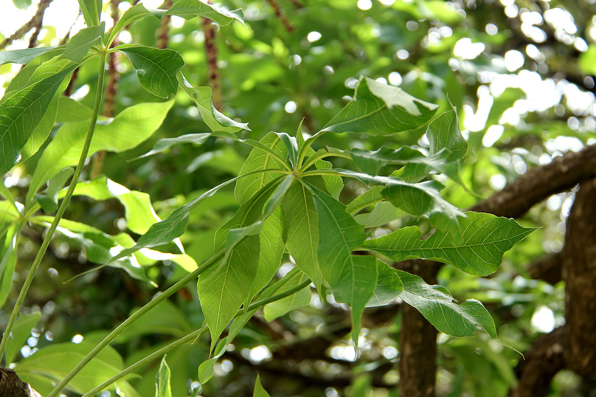 Cussonia arborea Cussonia arborea