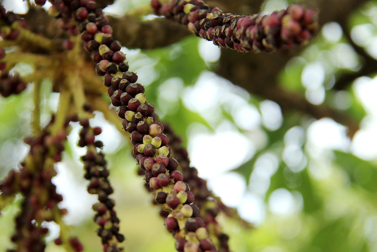 Cussonia arborea Cussonia arborea