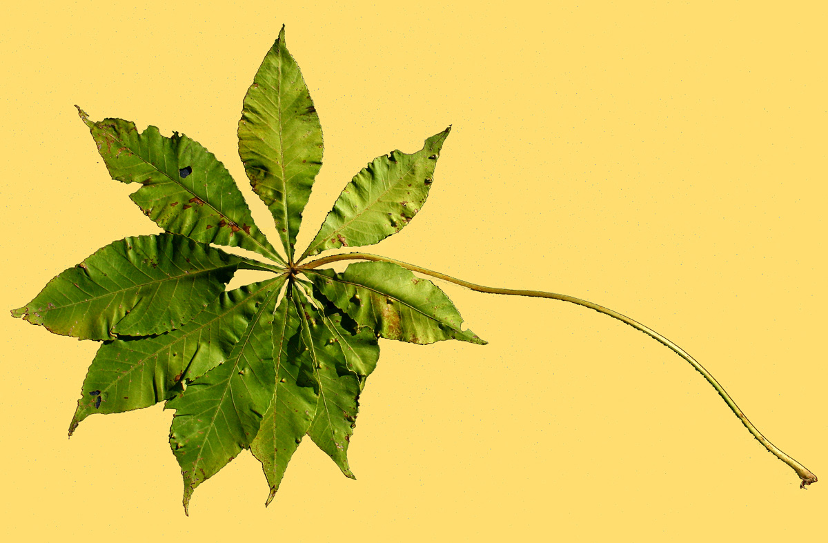 Cussonia arborea Cussonia arborea