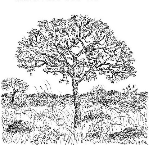 Cussonia arborea Cussonia arborea