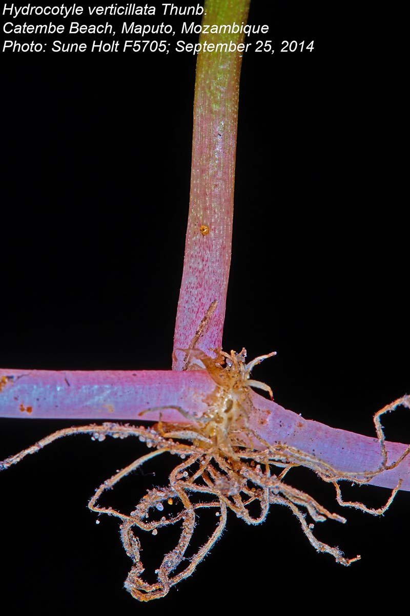 Hydrocotyle verticillata Hydrocotyle verticillata