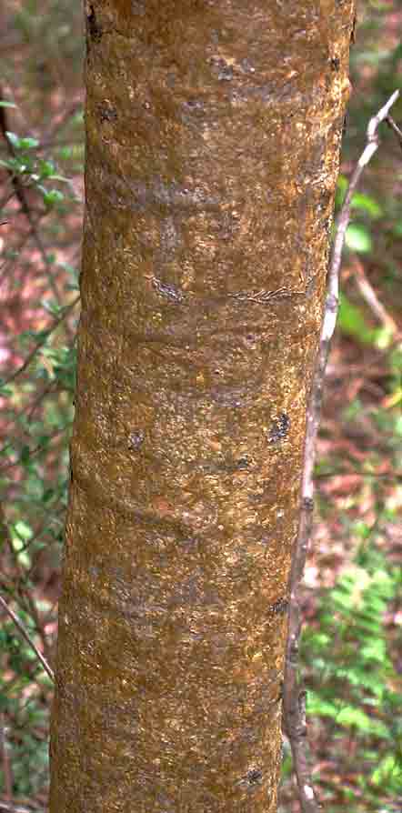 Steganotaenia araliacea var. araliacea