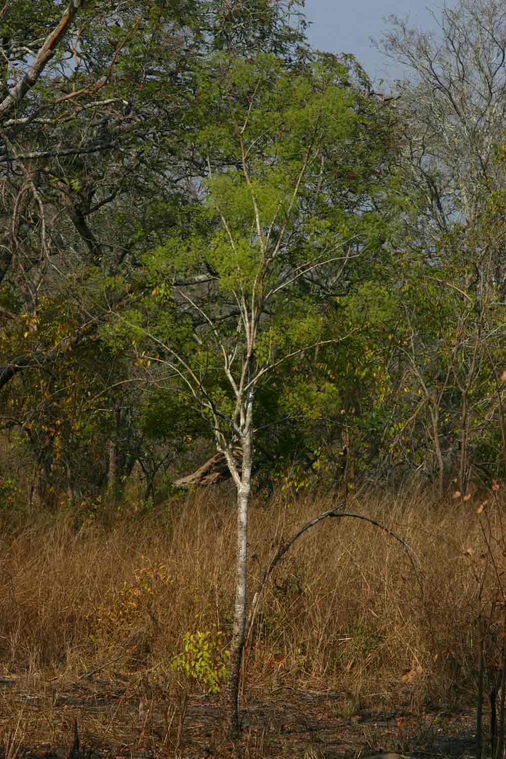 Steganotaenia araliacea var. araliacea