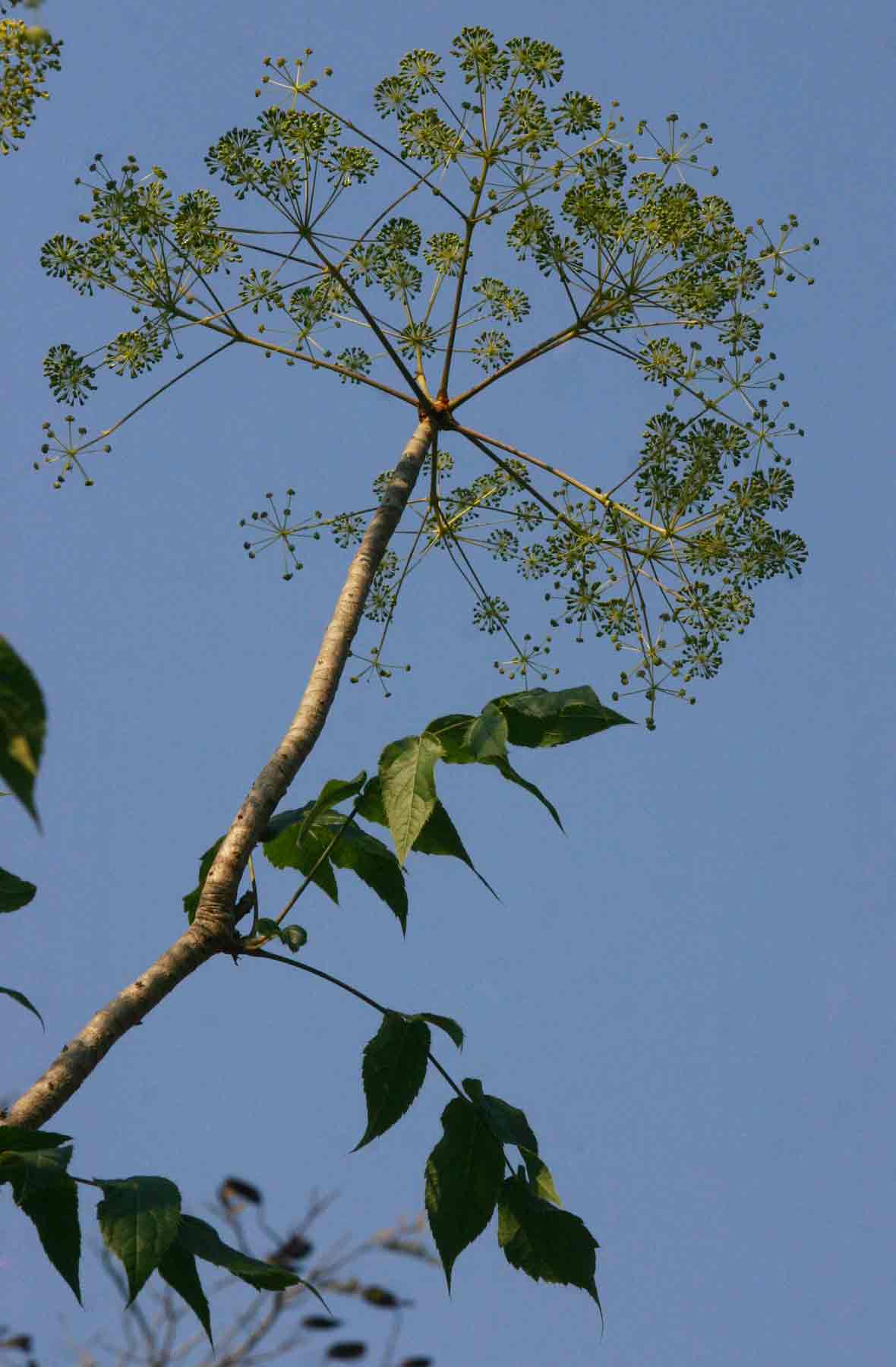 Steganotaenia araliacea var. araliacea Steganotaenia araliacea var. araliacea