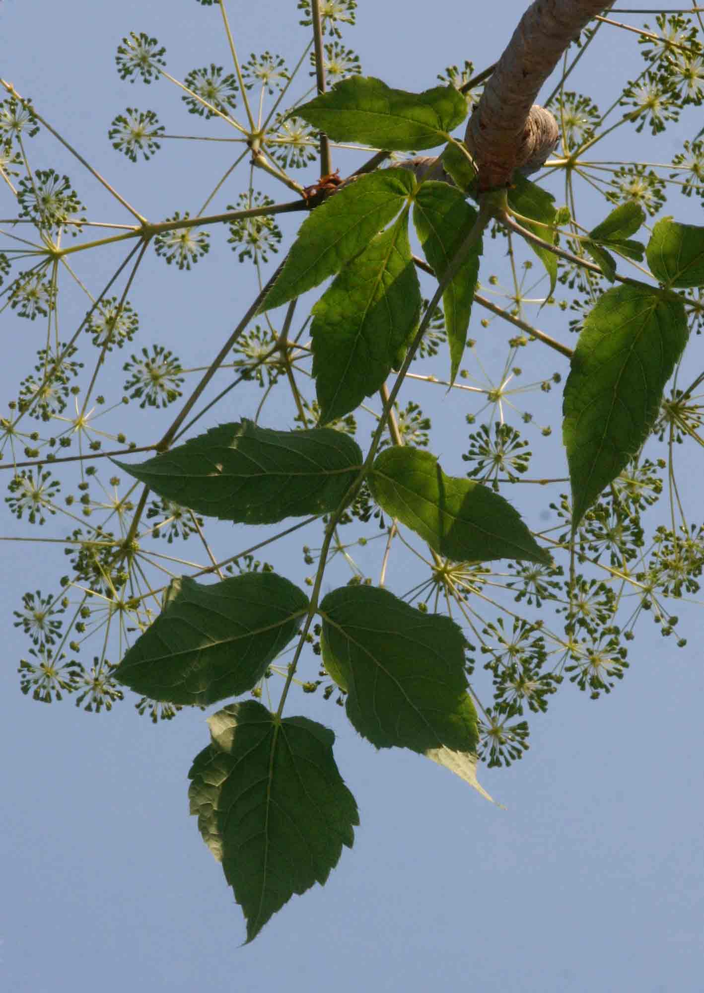 Steganotaenia araliacea var. araliacea Steganotaenia araliacea var. araliacea
