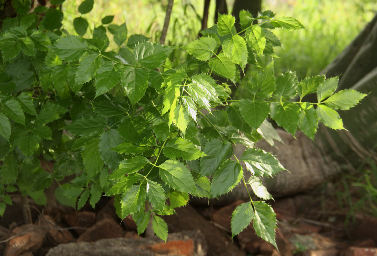 Steganotaenia araliacea var. araliacea