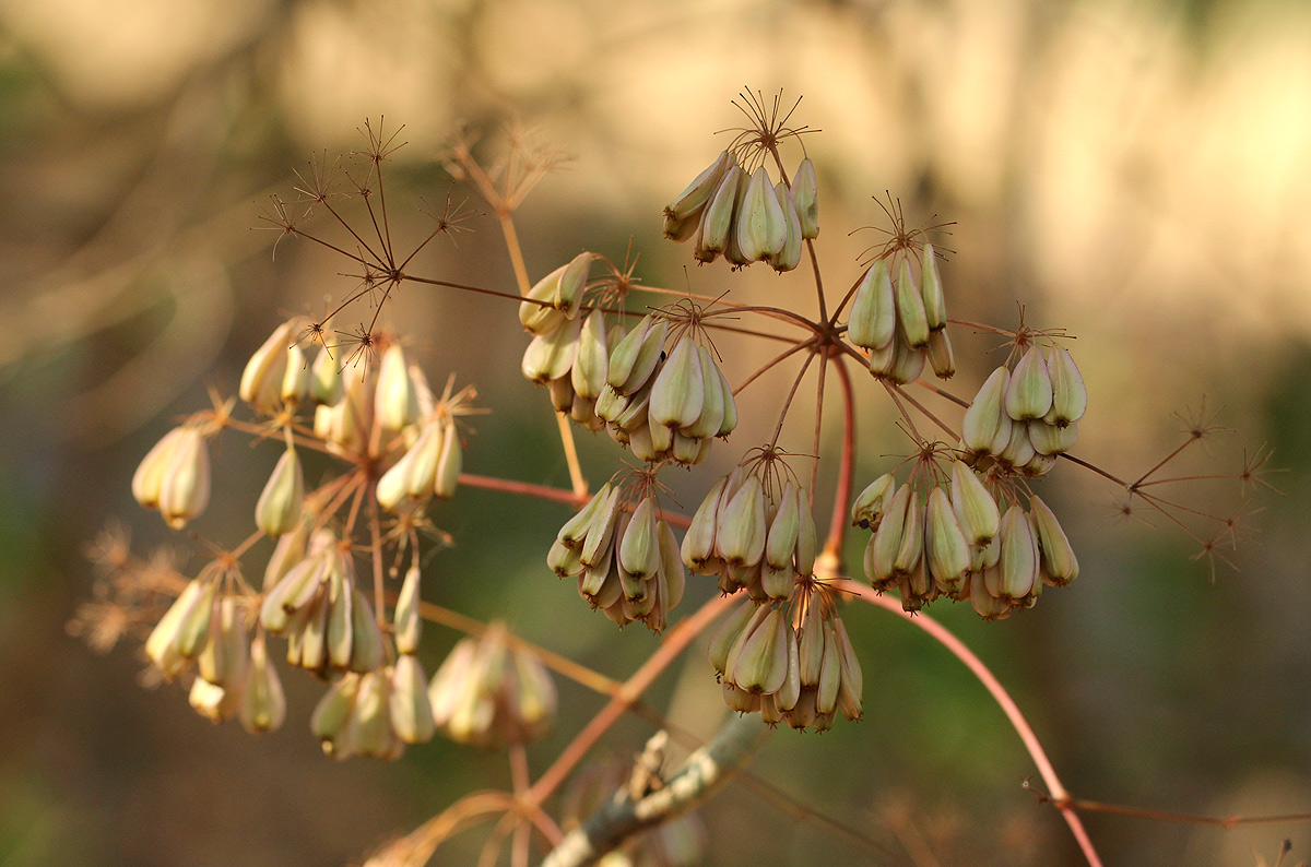 Steganotaenia araliacea var. araliacea Steganotaenia araliacea var. araliacea
