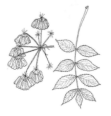 Steganotaenia araliacea var. araliacea Steganotaenia araliacea var. araliacea