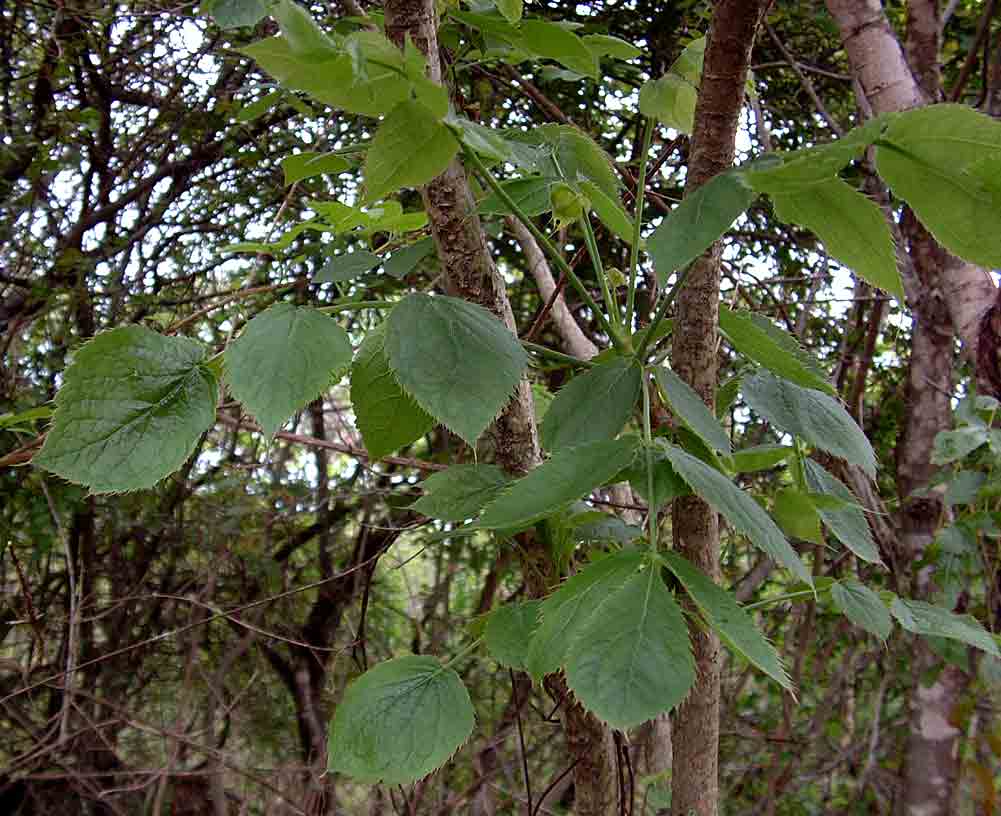 Steganotaenia araliacea var. araliacea