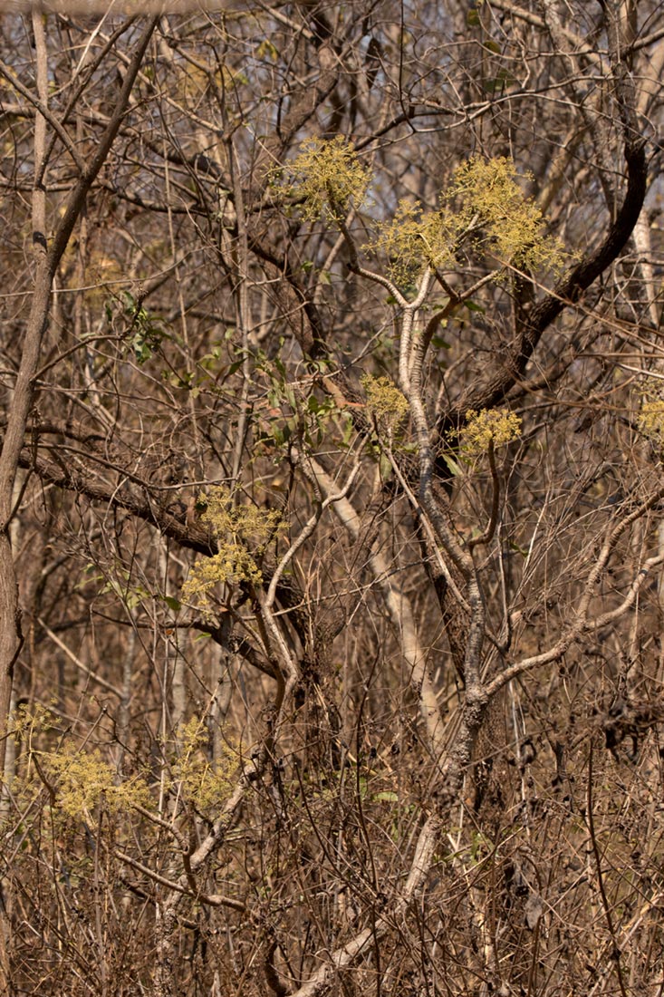 Steganotaenia araliacea var. araliacea