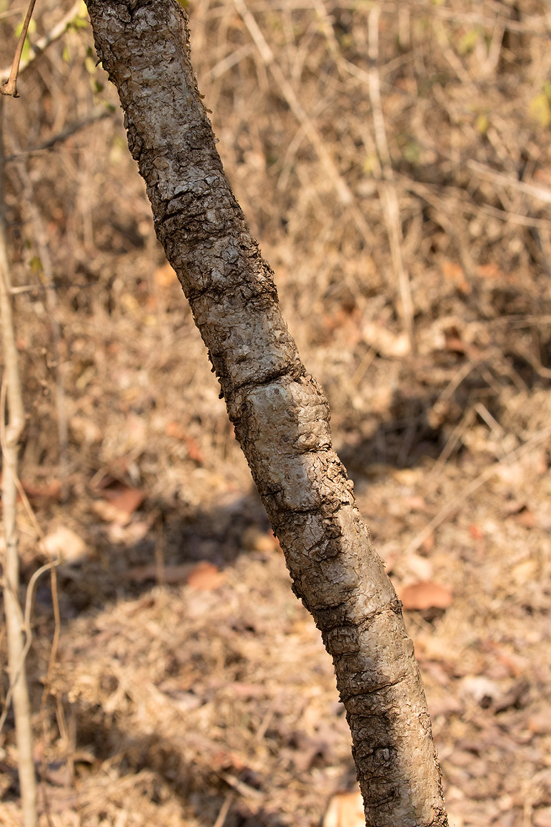 Steganotaenia araliacea var. araliacea