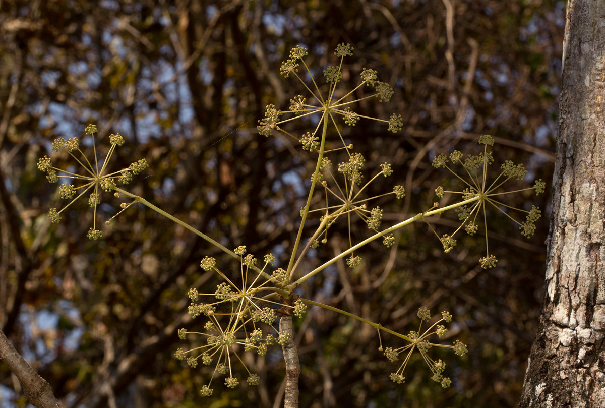 Steganotaenia araliacea var. araliacea