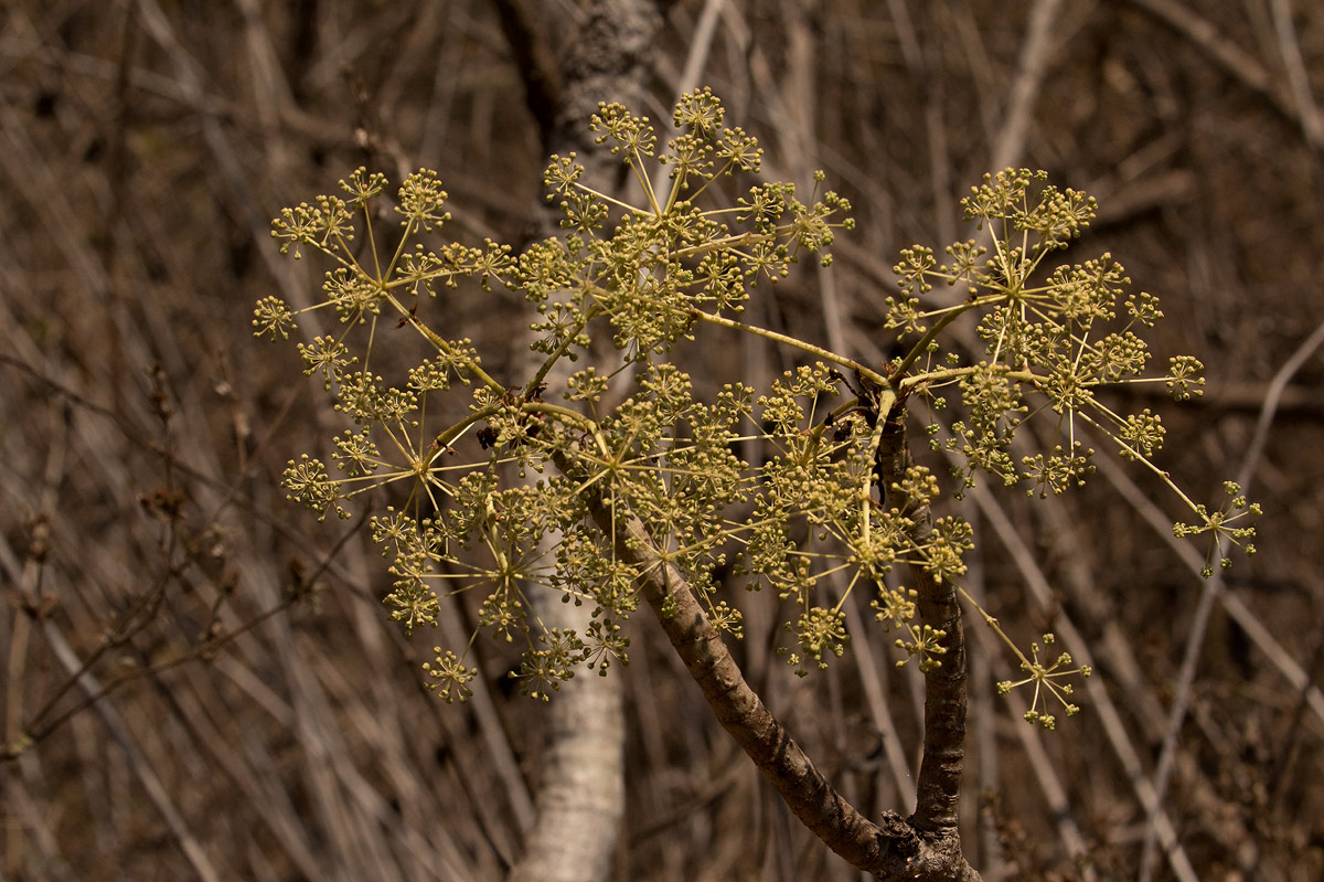 Steganotaenia araliacea var. araliacea
