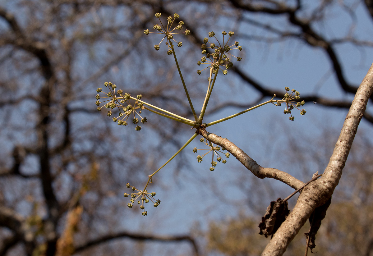 Steganotaenia araliacea var. araliacea