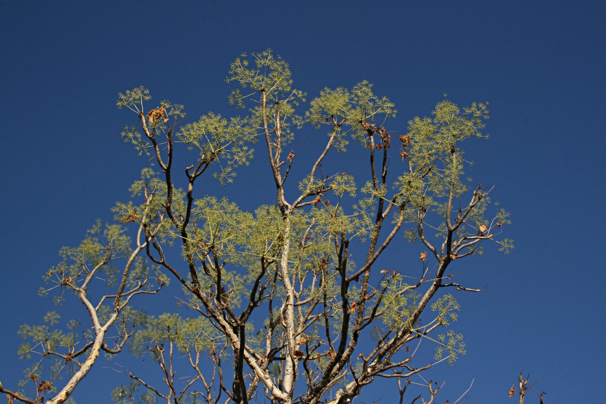 Steganotaenia araliacea var. araliacea