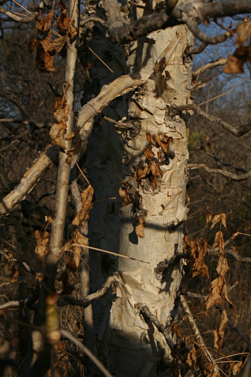 Steganotaenia araliacea var. araliacea