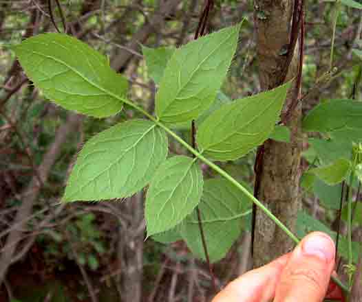 Steganotaenia araliacea var. araliacea