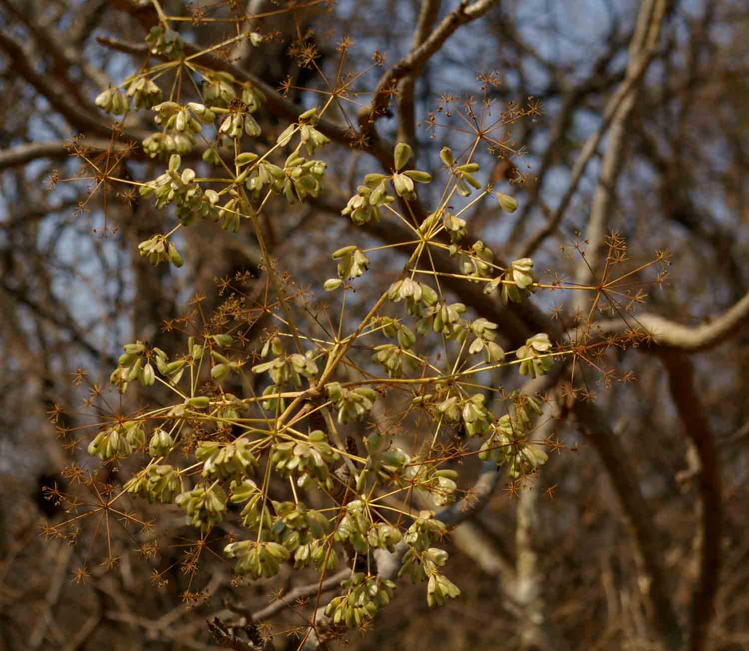 Steganotaenia araliacea var. araliacea
