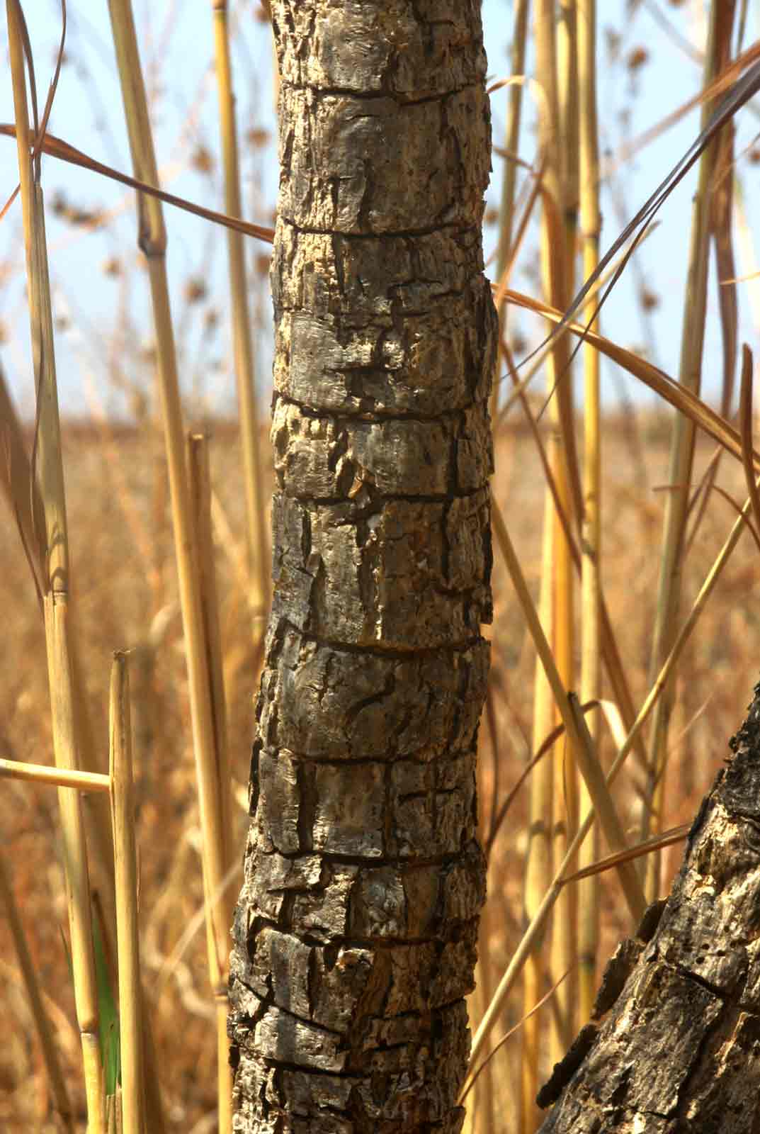 Steganotaenia araliacea var. araliacea