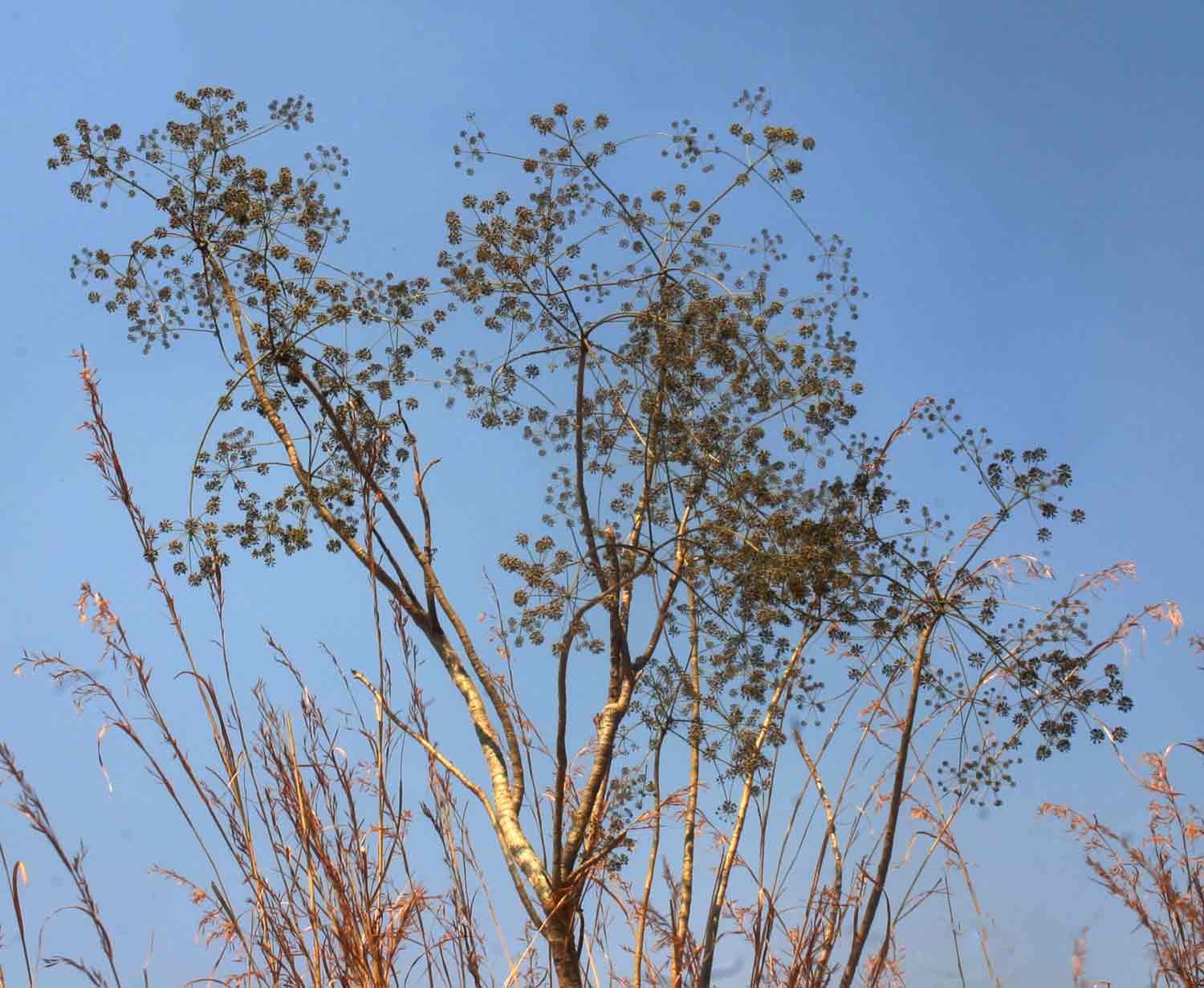 Steganotaenia araliacea var. araliacea Steganotaenia araliacea var. araliacea