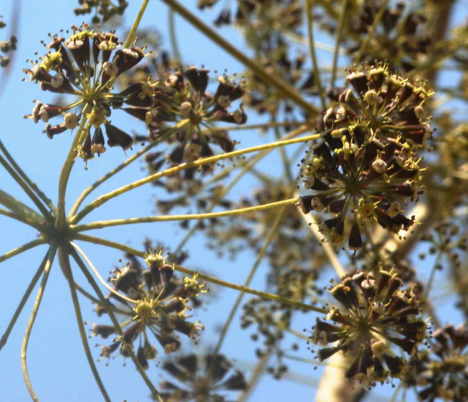 Steganotaenia araliacea var. araliacea