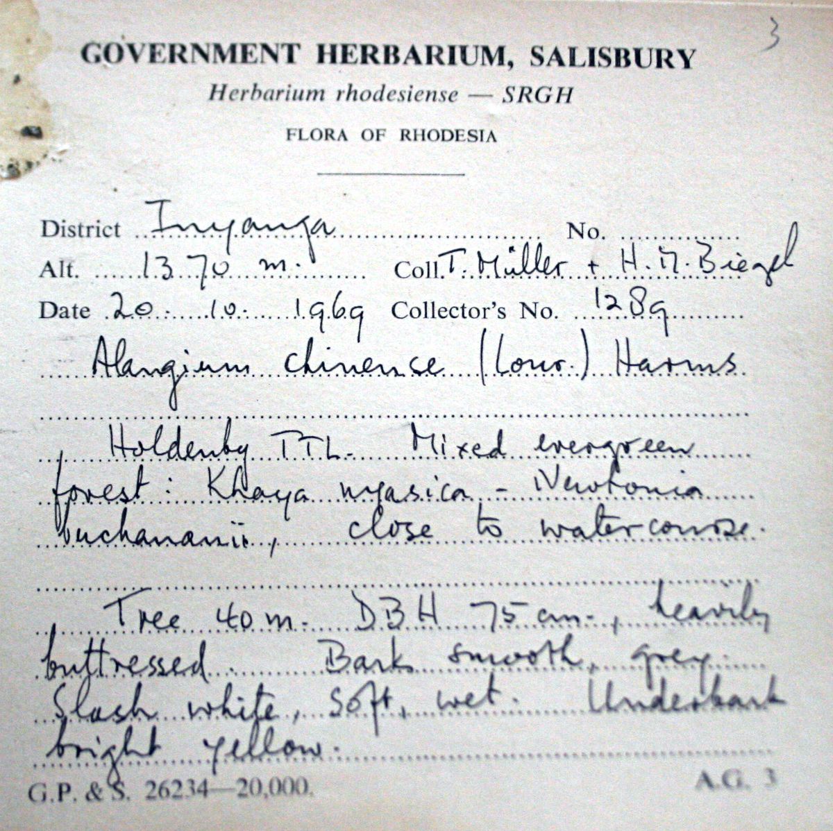 Alangium chinense Alangium chinense