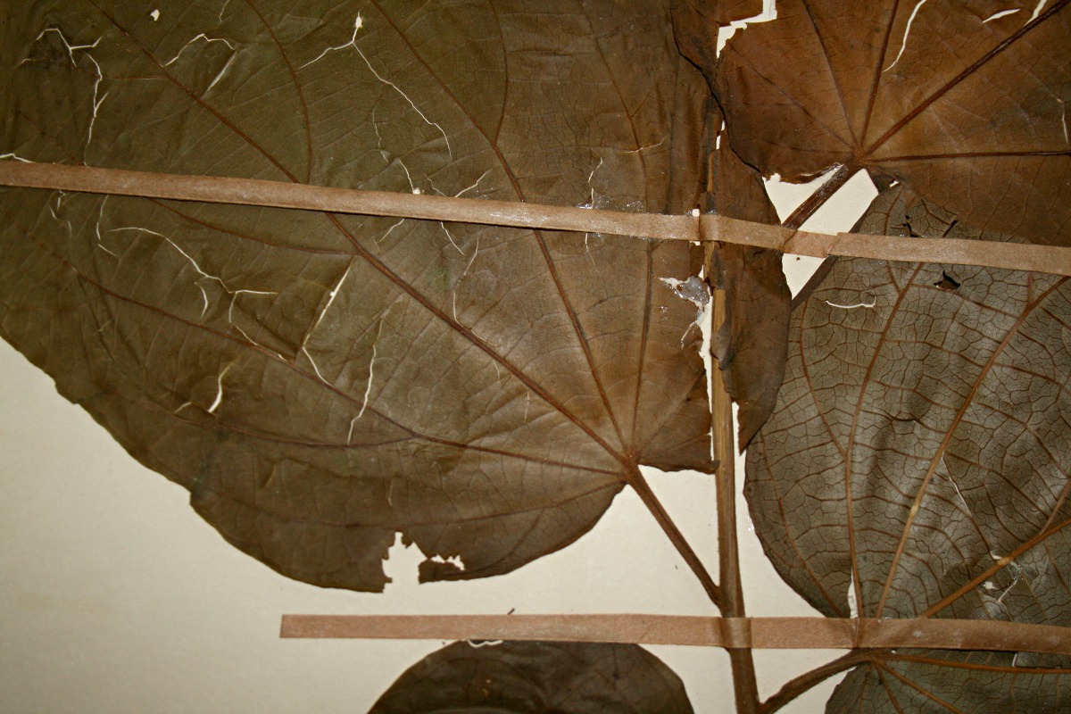 Alangium chinense Alangium chinense