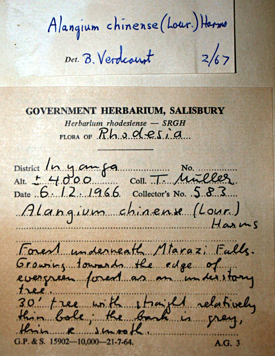 Alangium chinense Alangium chinense