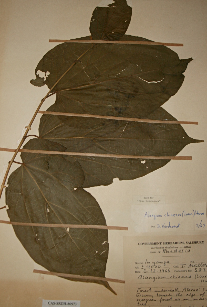 Alangium chinense Alangium chinense