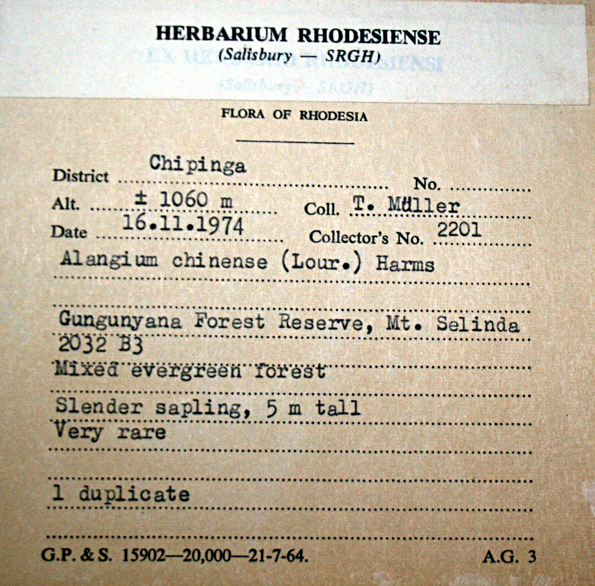 Alangium chinense Alangium chinense