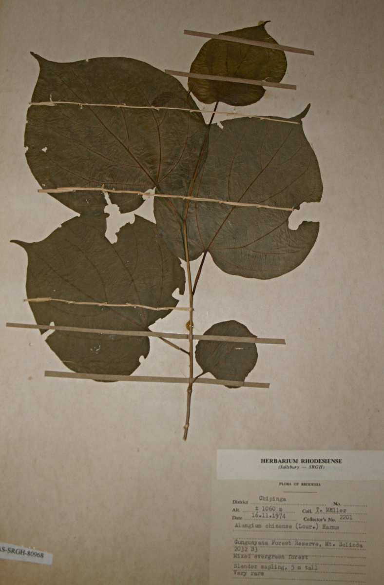 Alangium chinense Alangium chinense