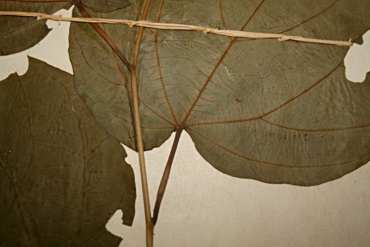 Alangium chinense Alangium chinense