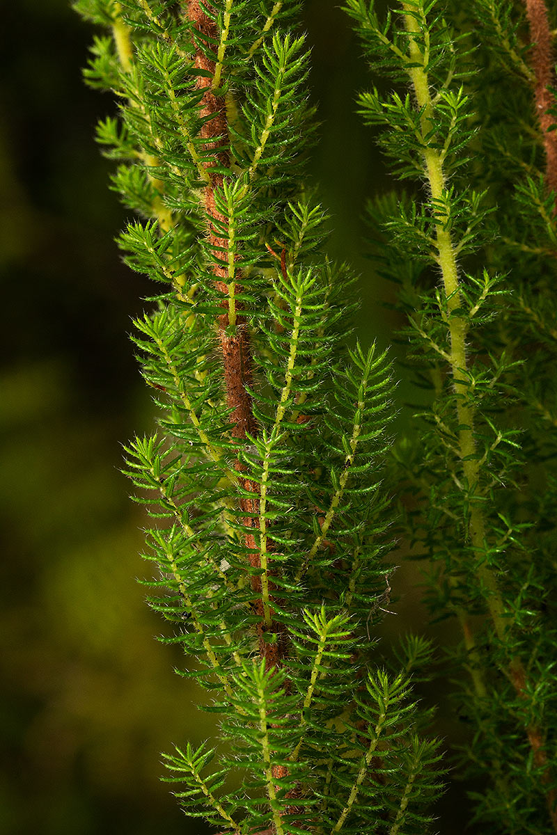 Erica silvatica Erica silvatica