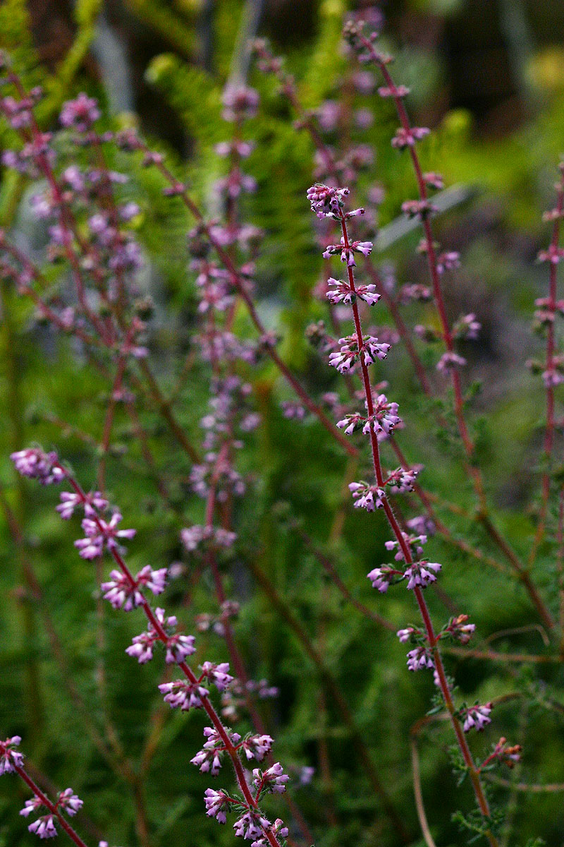 Erica silvatica Erica silvatica