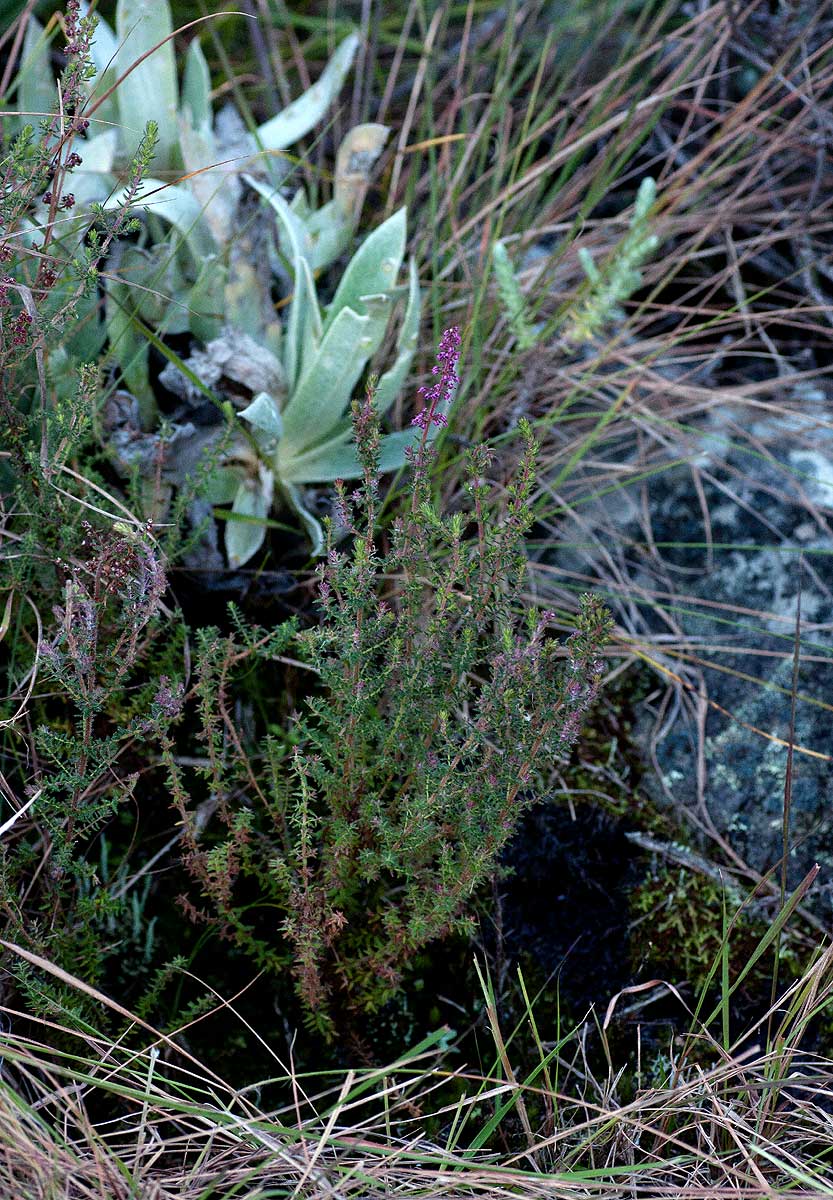 Erica silvatica Erica silvatica