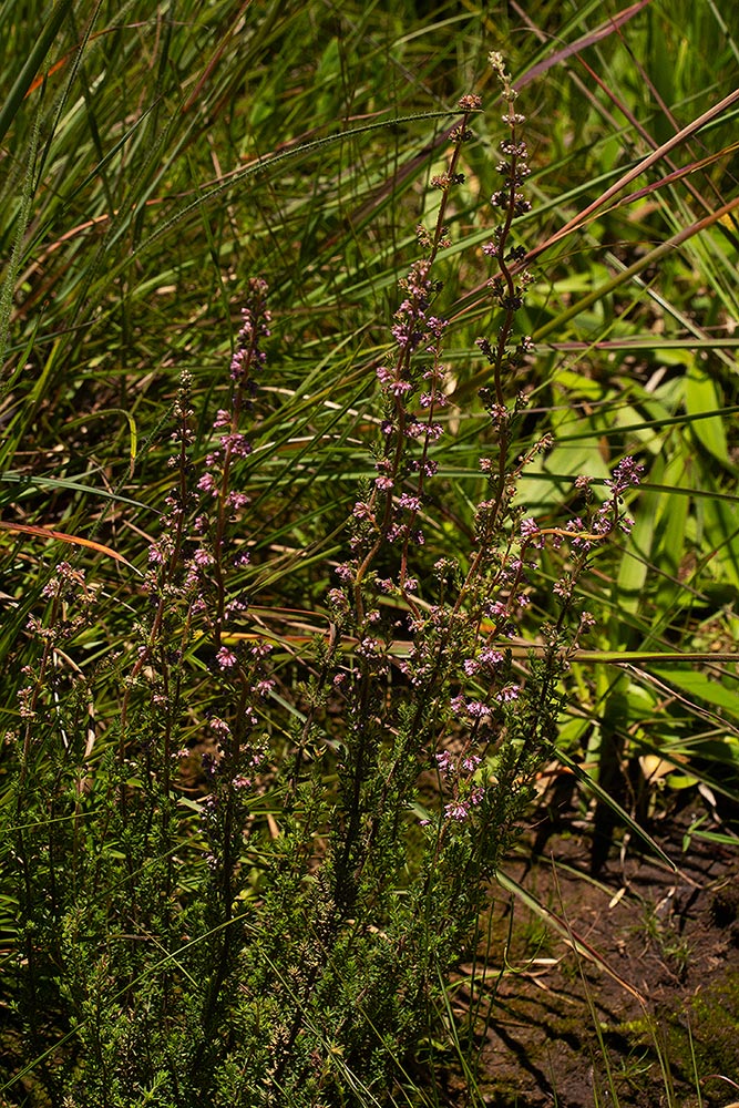 Erica silvatica Erica silvatica