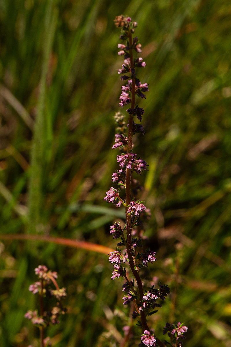 Erica silvatica Erica silvatica
