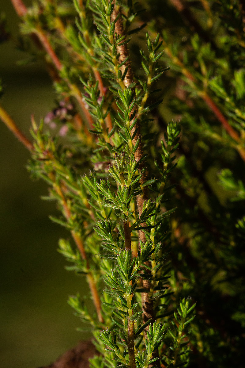 Erica silvatica Erica silvatica