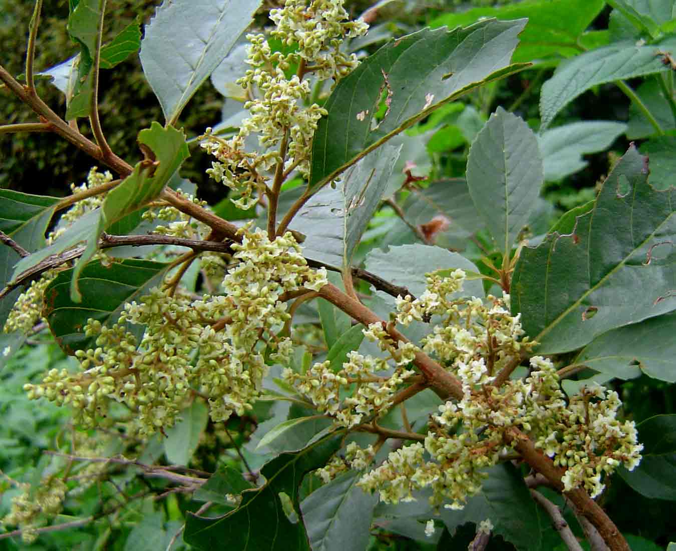 Maesa lanceolata subsp. lanceolata Maesa lanceolata subsp. lanceolata