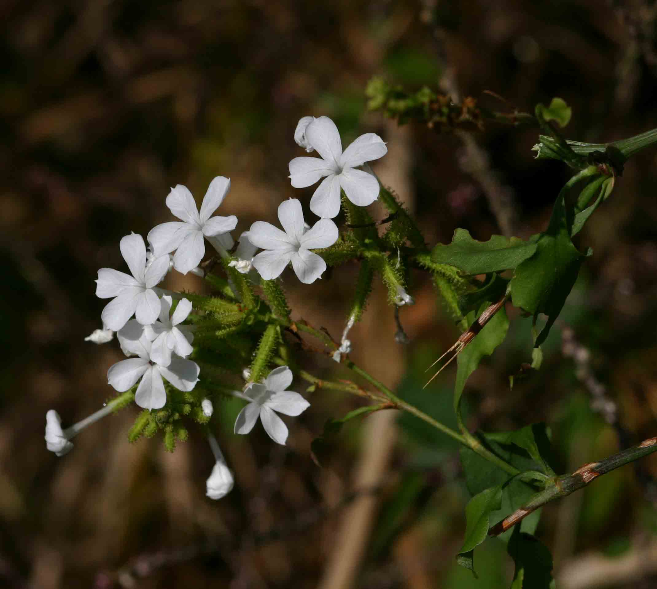 Plumbago zeylanica