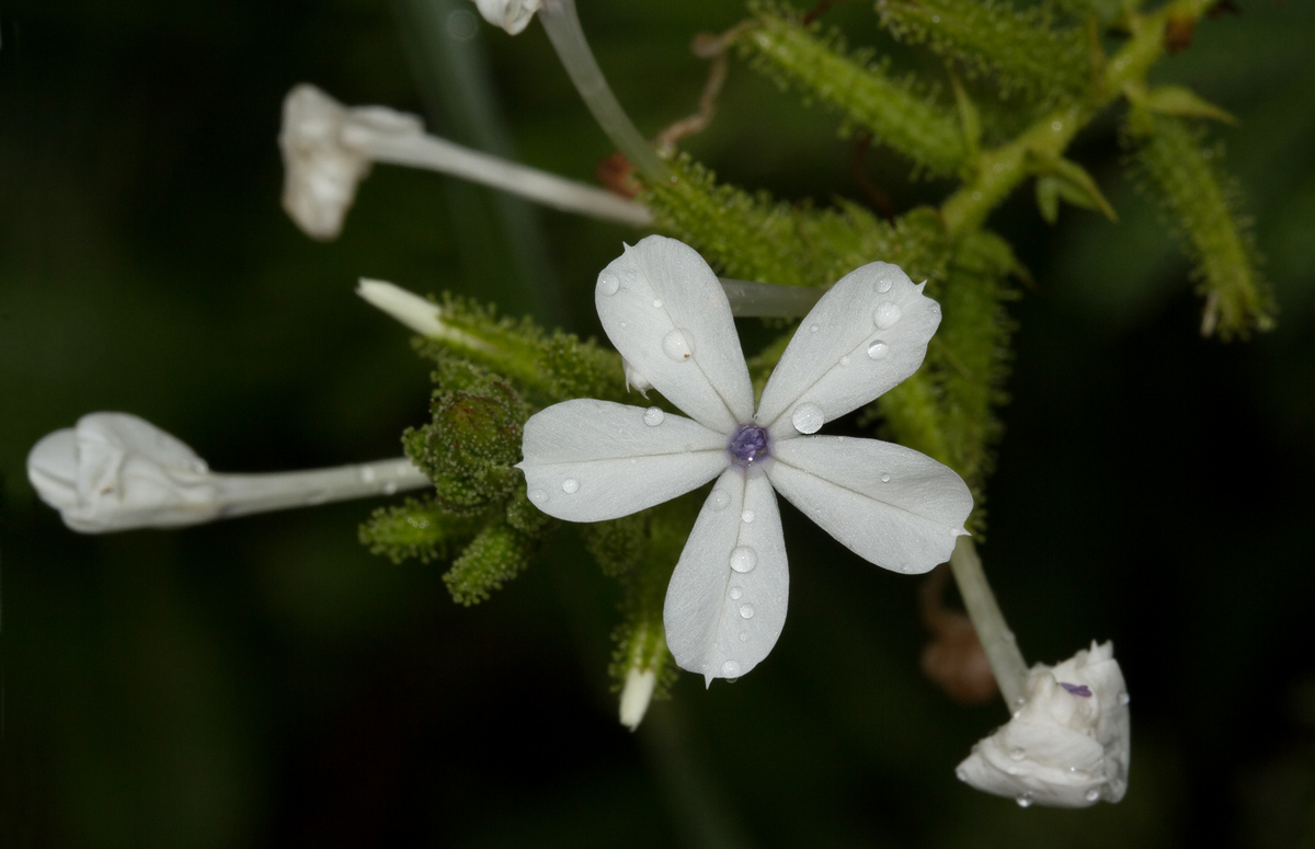 Plumbago zeylanica