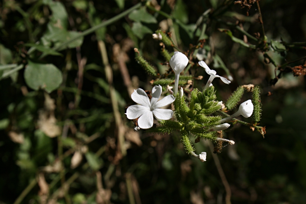 Plumbago zeylanica