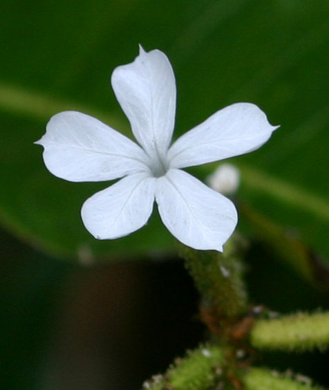 Plumbago zeylanica Plumbago zeylanica