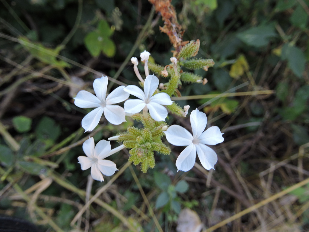 Plumbago zeylanica