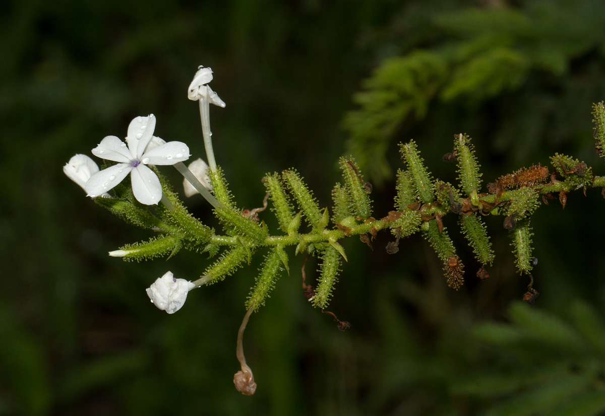 Plumbago zeylanica