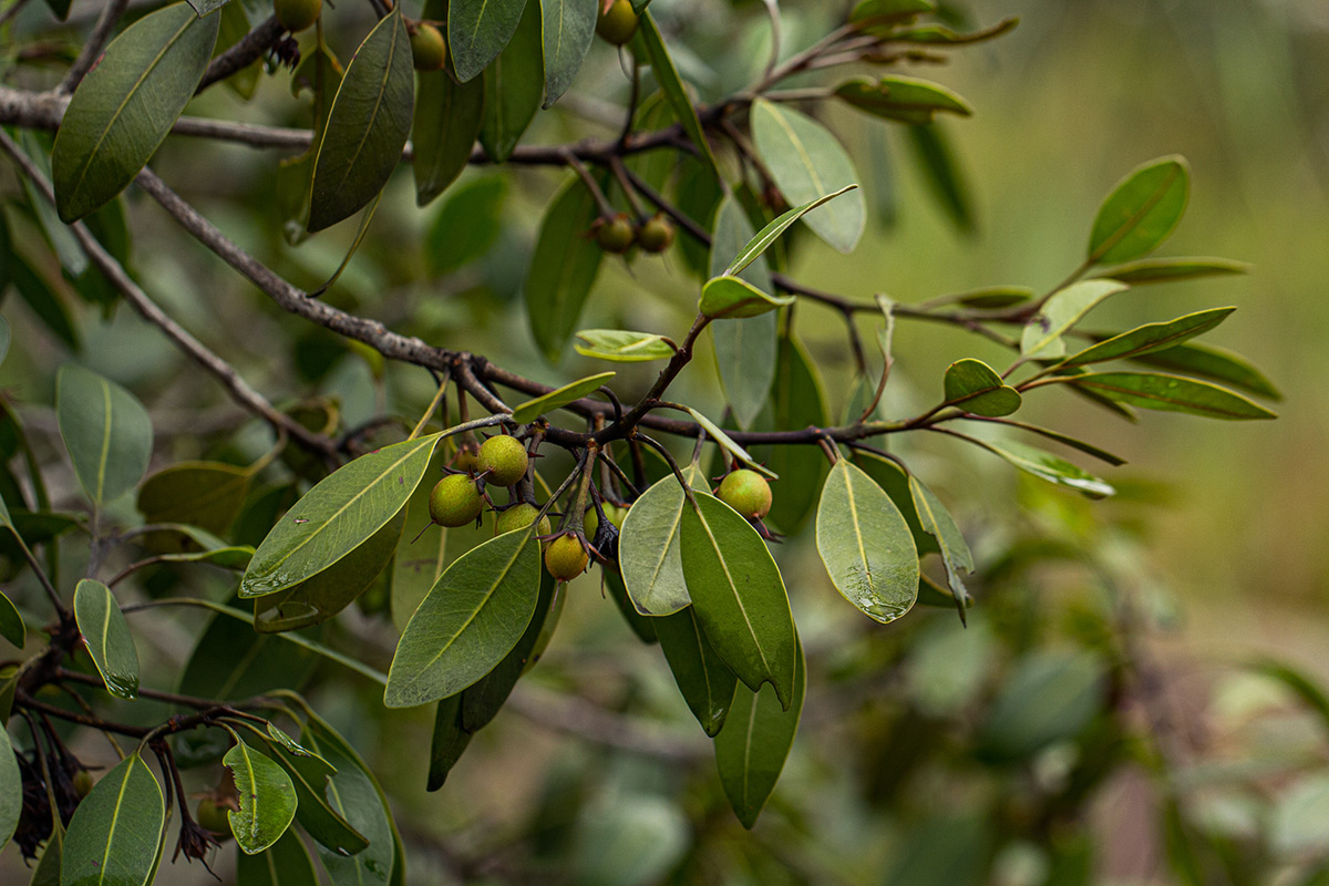 Mimusops zeyheri Mimusops zeyheri